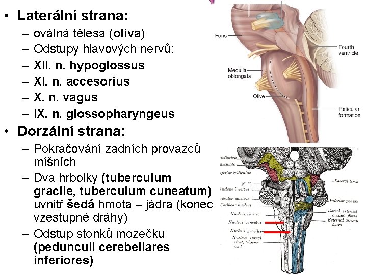  • Laterální strana: – – – oválná tělesa (oliva) Odstupy hlavových nervů: XII.