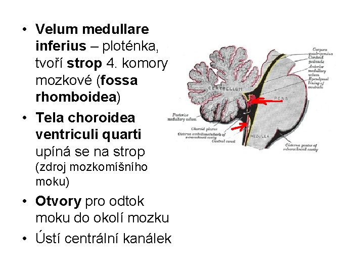  • Velum medullare inferius – ploténka, tvoří strop 4. komory mozkové (fossa rhomboidea)