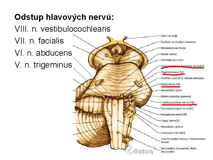 Odstup hlavových nervů: VIII. n. vestibulocochlearis VII. n. facialis VI. n. abducens V. n.
