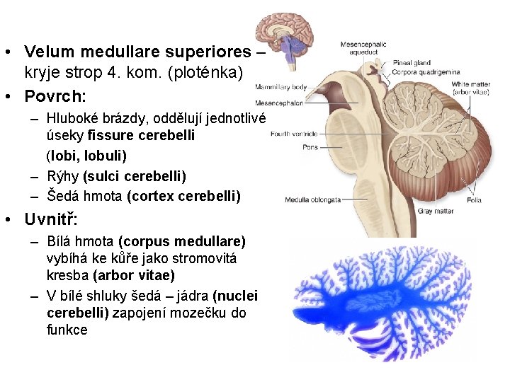  • Velum medullare superiores – kryje strop 4. kom. (ploténka) • Povrch: –