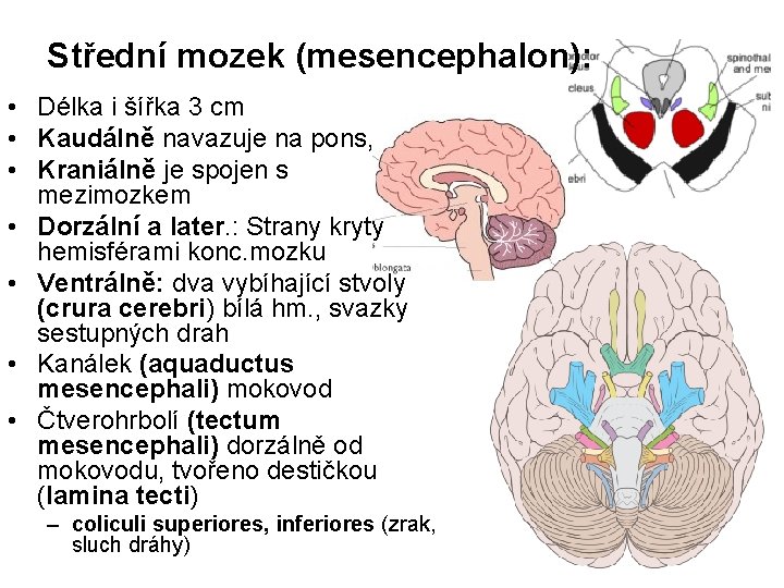 Střední mozek (mesencephalon): • Délka i šířka 3 cm • Kaudálně navazuje na pons,