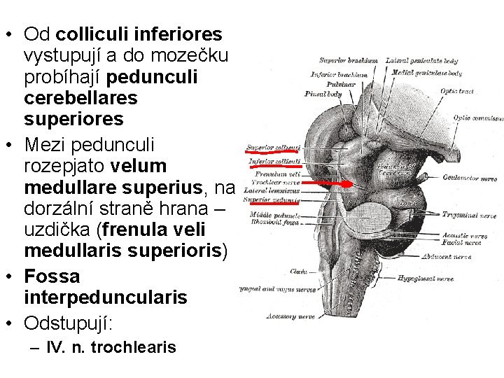  • Od colliculi inferiores vystupují a do mozečku probíhají pedunculi cerebellares superiores •