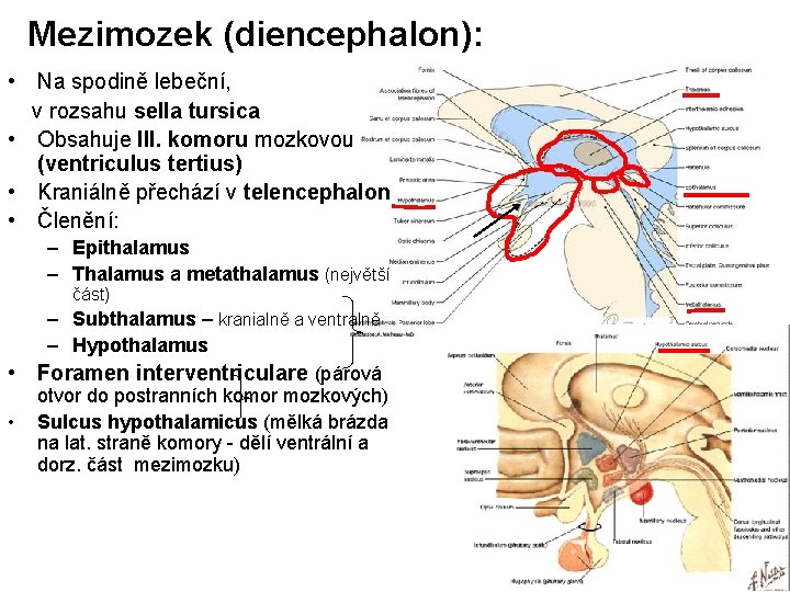 Mezimozek (diencephalon): • Na spodině lebeční, v rozsahu sella tursica • Obsahuje III. komoru