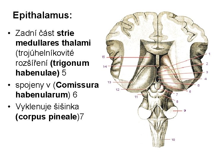 Epithalamus: • Zadní část strie medullares thalami (trojúhelníkovité rozšíření (trigonum habenulae) 5 • spojeny