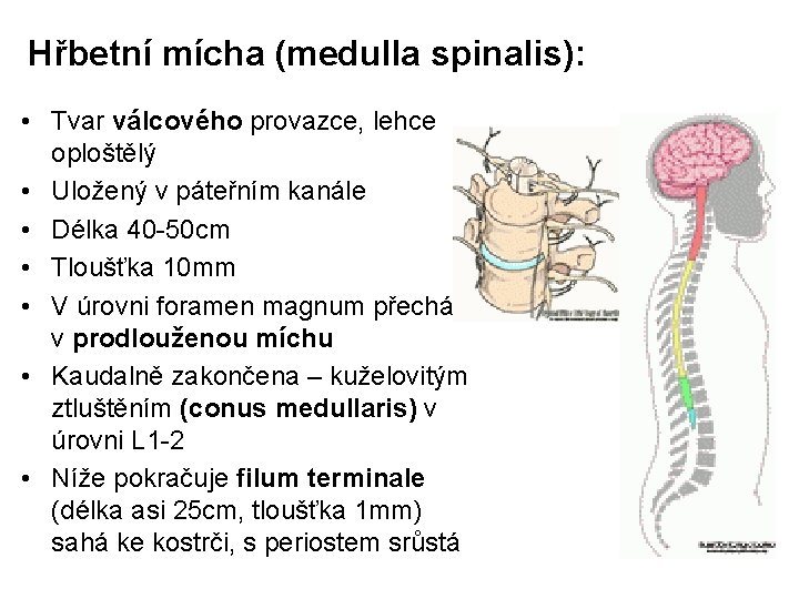 Hřbetní mícha (medulla spinalis): • Tvar válcového provazce, lehce oploštělý • Uložený v páteřním