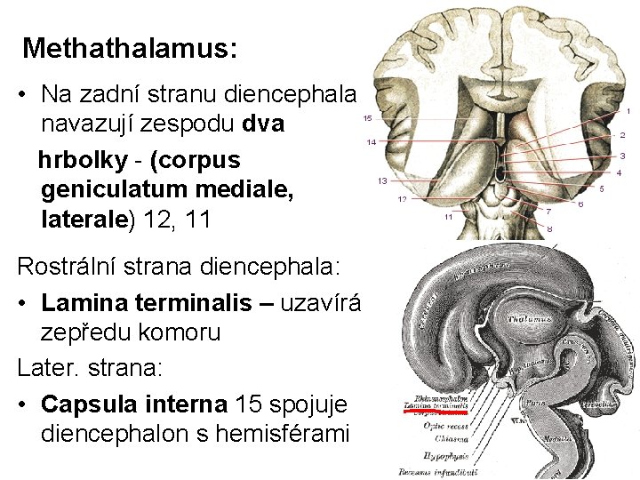 Methathalamus: • Na zadní stranu diencephala navazují zespodu dva hrbolky - (corpus geniculatum mediale,