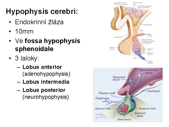 Hypophysis cerebri: • Endokrinní žláza • 10 mm • Ve fossa hypophysis sphenoidale •