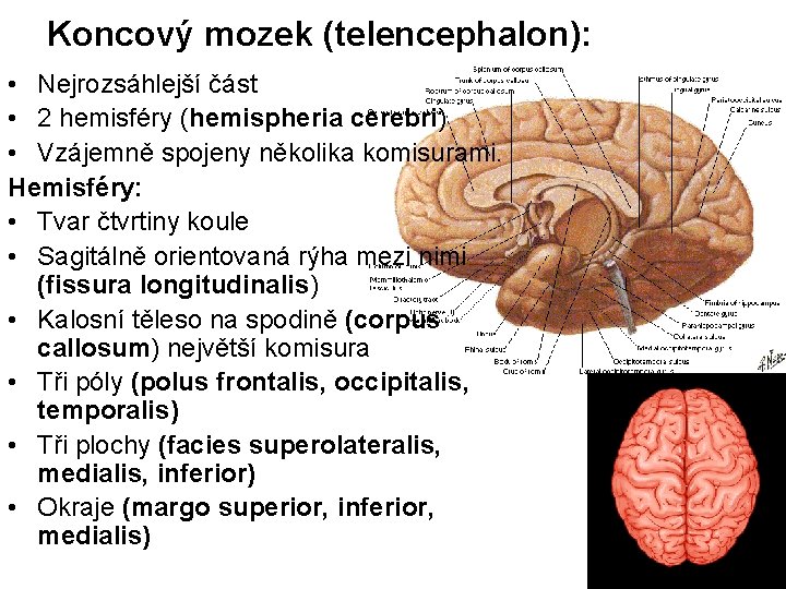 Koncový mozek (telencephalon): • Nejrozsáhlejší část • 2 hemisféry (hemispheria cerebri) • Vzájemně spojeny