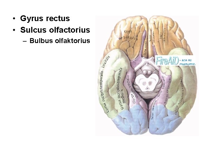  • Gyrus rectus • Sulcus olfactorius – Bulbus olfaktorius 