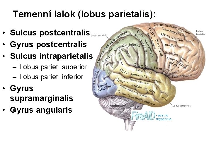 Temenní lalok (lobus parietalis): • Sulcus postcentralis • Gyrus postcentralis • Sulcus intraparietalis –