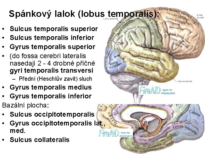 Spánkový lalok (lobus temporalis): • • Sulcus temporalis superior Sulcus temporalis inferior Gyrus temporalis