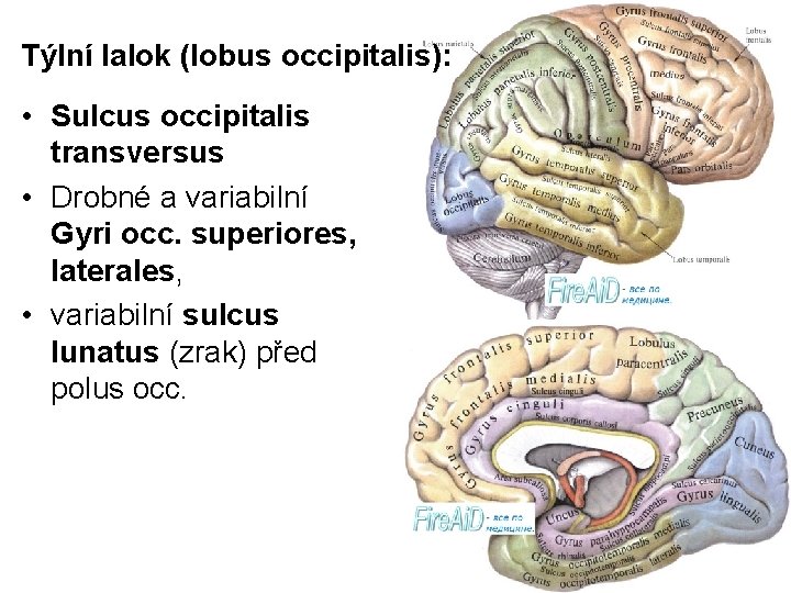 Týlní lalok (lobus occipitalis): • Sulcus occipitalis transversus • Drobné a variabilní Gyri occ.