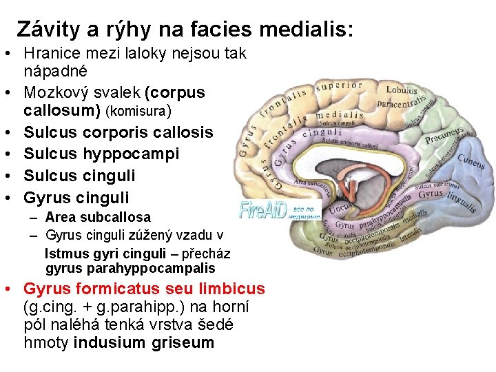 Závity a rýhy na facies medialis: • Hranice mezi laloky nejsou tak nápadné •