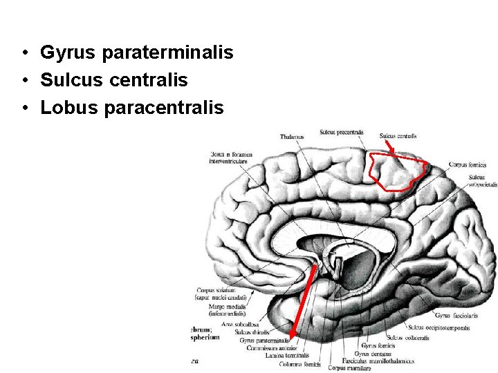  • Gyrus paraterminalis • Sulcus centralis • Lobus paracentralis 