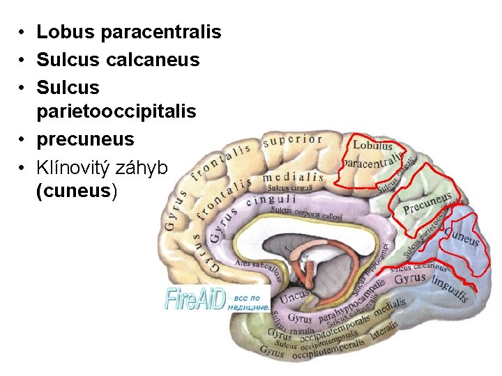  • Lobus paracentralis • Sulcus calcaneus • Sulcus parietooccipitalis • precuneus • Klínovitý