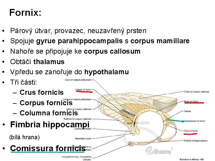 Fornix: • • • Párový útvar, provazec, neuzavřený prsten Spojuje gyrue parahippocampalis s corpus