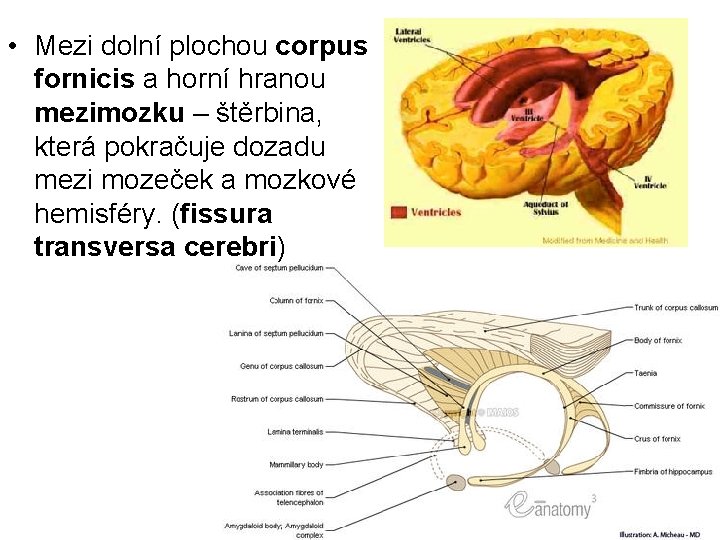  • Mezi dolní plochou corpus fornicis a horní hranou mezimozku – štěrbina, která