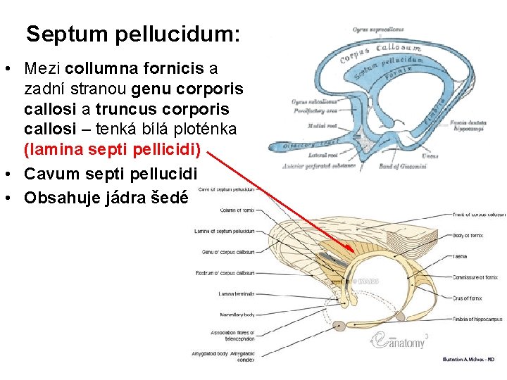 Septum pellucidum: • Mezi collumna fornicis a zadní stranou genu corporis callosi a truncus
