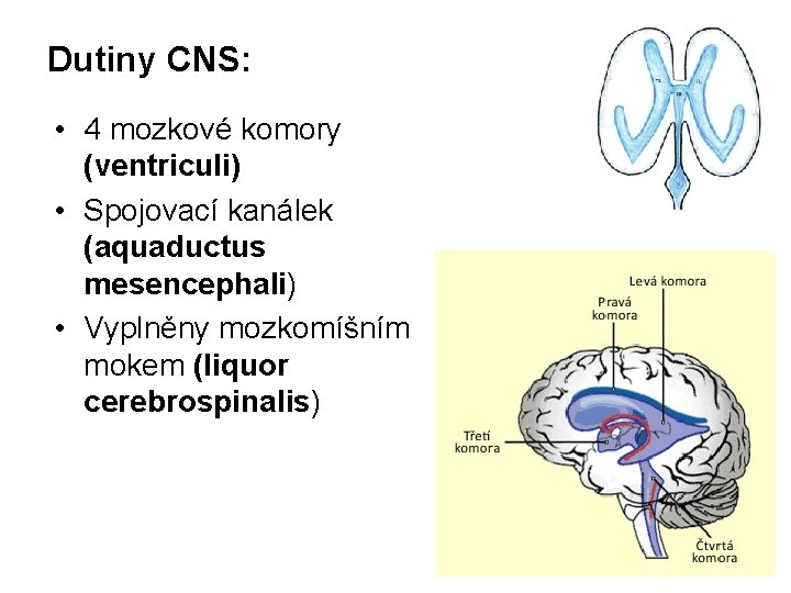 Dutiny CNS: • 4 mozkové komory (ventriculi) • Spojovací kanálek (aquaductus mesencephali) • Vyplněny