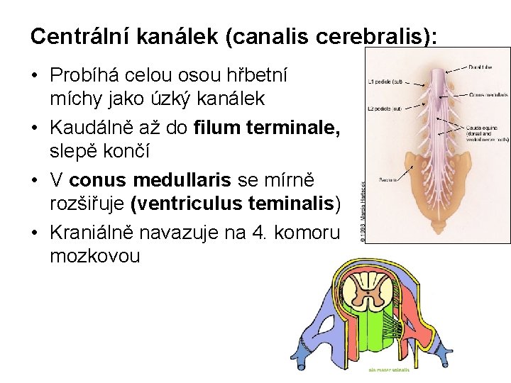 Centrální kanálek (canalis cerebralis): • Probíhá celou osou hřbetní míchy jako úzký kanálek •