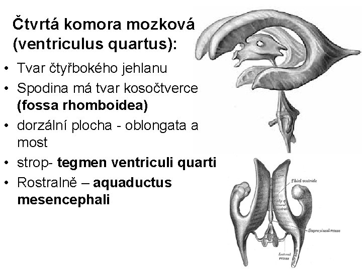Čtvrtá komora mozková (ventriculus quartus): • Tvar čtyřbokého jehlanu • Spodina má tvar kosočtverce