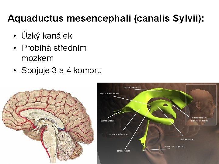 Aquaductus mesencephali (canalis Sylvii): • Úzký kanálek • Probíhá středním mozkem • Spojuje 3