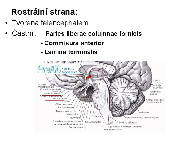 Rostrální strana: • Tvořena telencephalem • Částmi: - Partes liberae columnae fornicis - Commisura