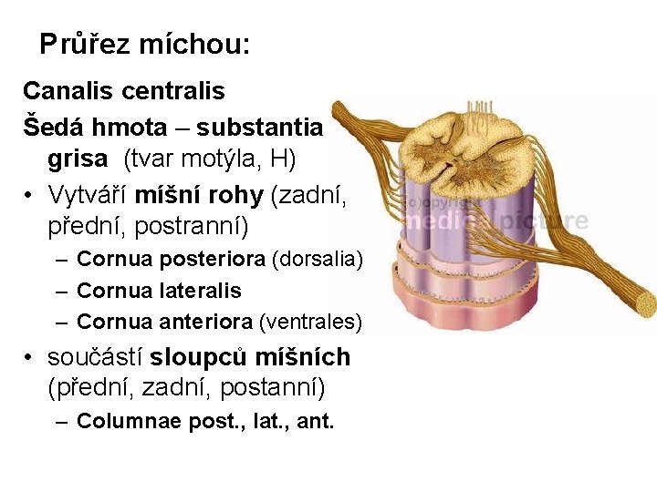 Průřez míchou: Canalis centralis Šedá hmota – substantia grisa (tvar motýla, H) • Vytváří