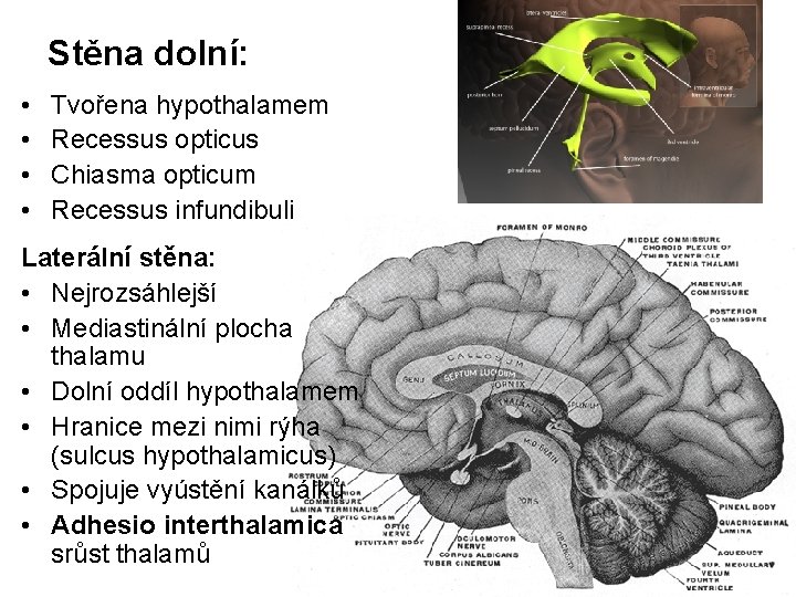 Stěna dolní: • • Tvořena hypothalamem Recessus opticus Chiasma opticum Recessus infundibuli Laterální stěna: