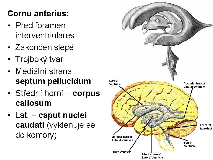 Cornu anterius: • Před foramen interventriulares • Zakončen slepě • Trojboký tvar • Mediální