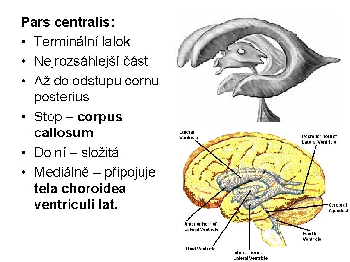 Pars centralis: • Terminální lalok • Nejrozsáhlejší část • Až do odstupu cornu posterius