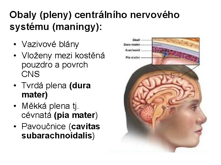 Obaly (pleny) centrálního nervového systému (maningy): • Vazivové blány • Vloženy mezi kostěná pouzdro