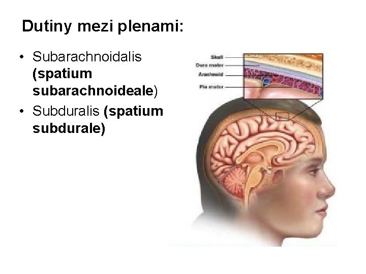 Dutiny mezi plenami: • Subarachnoidalis (spatium subarachnoideale) • Subduralis (spatium subdurale) 