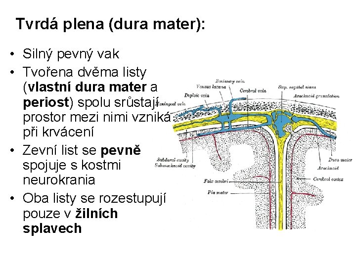 Tvrdá plena (dura mater): • Silný pevný vak • Tvořena dvěma listy (vlastní dura