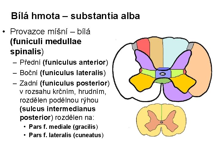 Bílá hmota – substantia alba • Provazce míšní – bílá (funiculi medullae spinalis) –