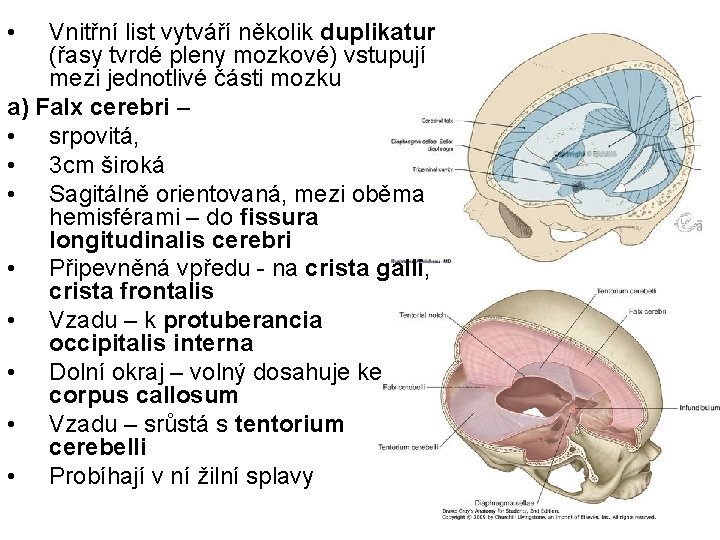  • Vnitřní list vytváří několik duplikatur (řasy tvrdé pleny mozkové) vstupují mezi jednotlivé