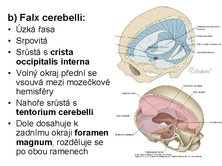 b) Falx cerebelli: • Úzká řasa • Srpovitá • Srůstá s crista occipitalis interna