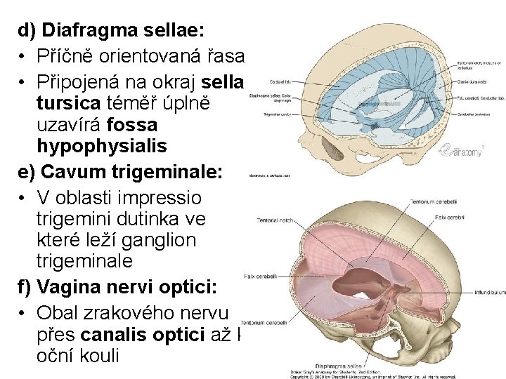 d) Diafragma sellae: • Příčně orientovaná řasa • Připojená na okraj sella tursica téměř
