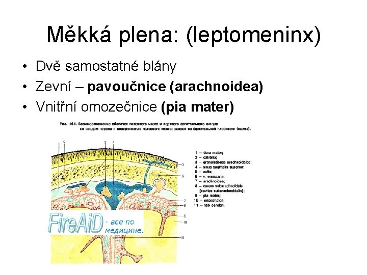 Měkká plena: (leptomeninx) • Dvě samostatné blány • Zevní – pavoučnice (arachnoidea) • Vnitřní