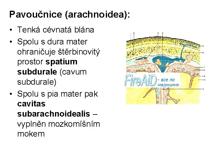 Pavoučnice (arachnoidea): • Tenká cévnatá blána • Spolu s dura mater ohraničuje štěrbinovitý prostor