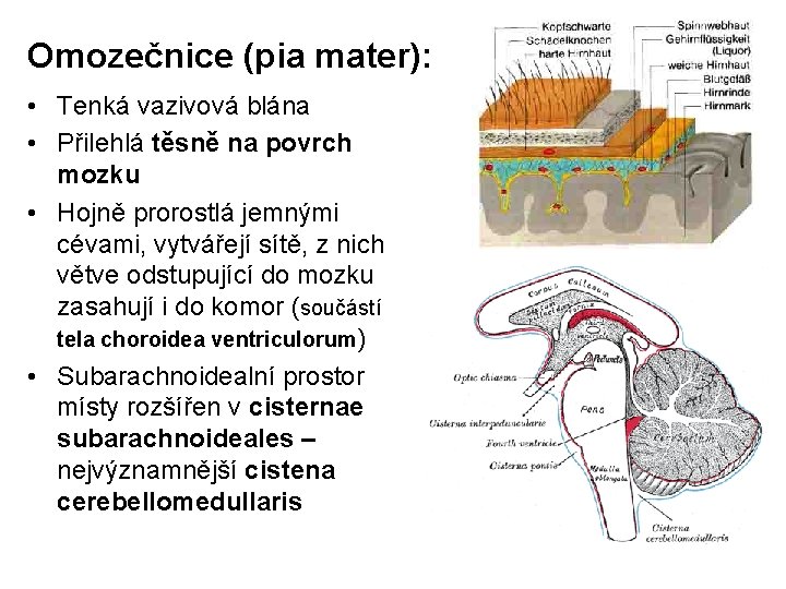 Omozečnice (pia mater): • Tenká vazivová blána • Přilehlá těsně na povrch mozku •