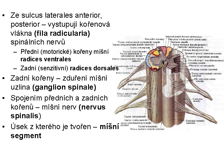  • Ze sulcus laterales anterior, posterior – vystupují kořenová vlákna (fila radicularia) spinálních