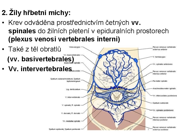 2. Žíly hřbetní míchy: • Krev odváděna prostřednictvím četných vv. spinales do žilních pletení