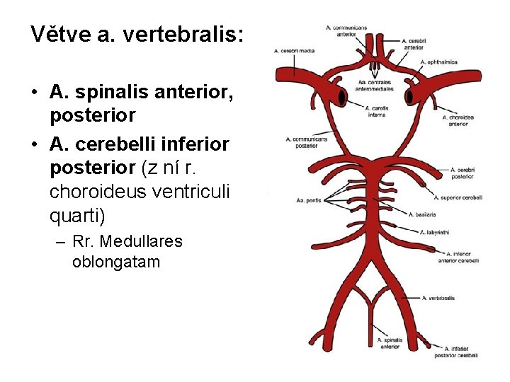 Větve a. vertebralis: • A. spinalis anterior, posterior • A. cerebelli inferior posterior (z