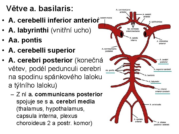 Větve a. basilaris: • • • A. cerebelli inferior anterior A. labyrinthi (vnitřní ucho)