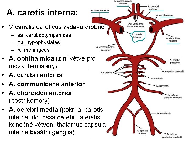 A. carotis interna: • V canalis caroticus vydává drobné – aa. caroticotympanicae – Aa.