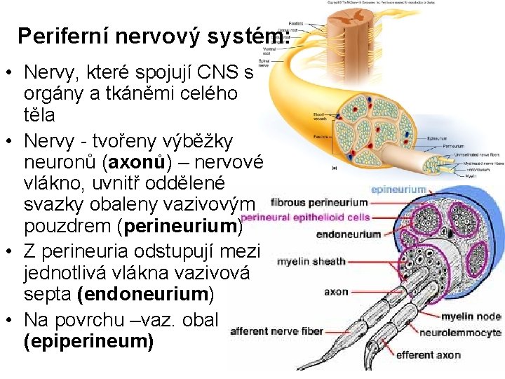 Periferní nervový systém: • Nervy, které spojují CNS s orgány a tkáněmi celého těla