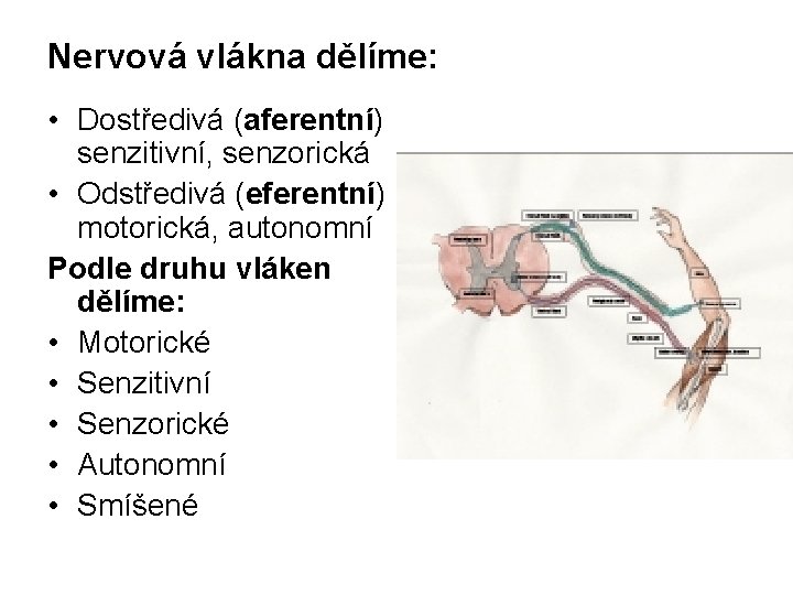 Nervová vlákna dělíme: • Dostředivá (aferentní) senzitivní, senzorická • Odstředivá (eferentní) motorická, autonomní Podle