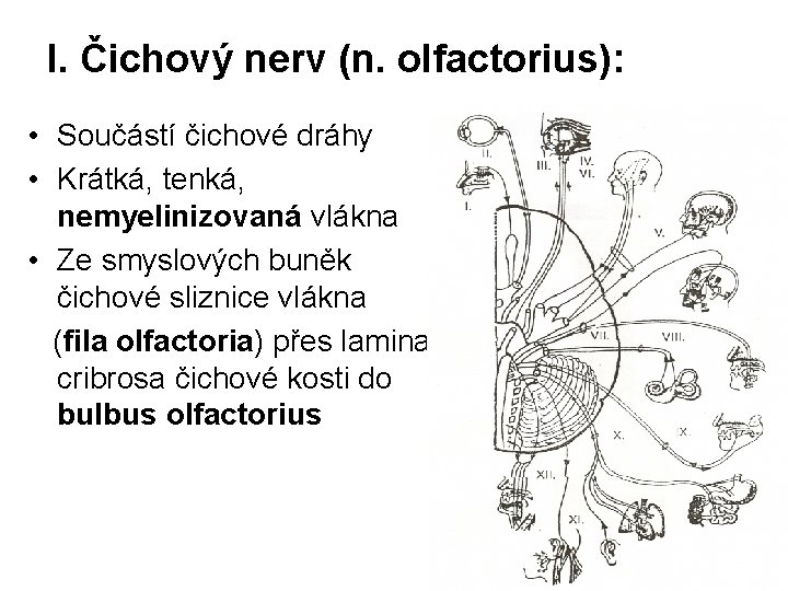 I. Čichový nerv (n. olfactorius): • Součástí čichové dráhy • Krátká, tenká, nemyelinizovaná vlákna