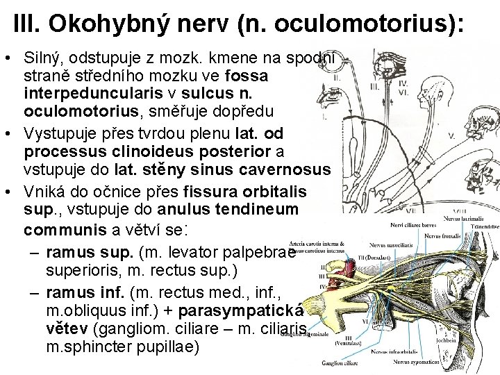 III. Okohybný nerv (n. oculomotorius): • Silný, odstupuje z mozk. kmene na spodní straně